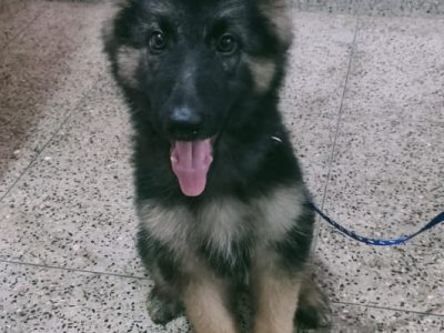 German shepherd