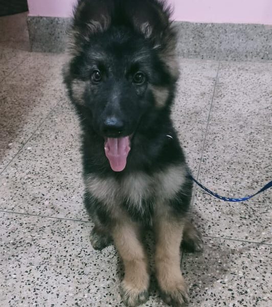 German shepherd