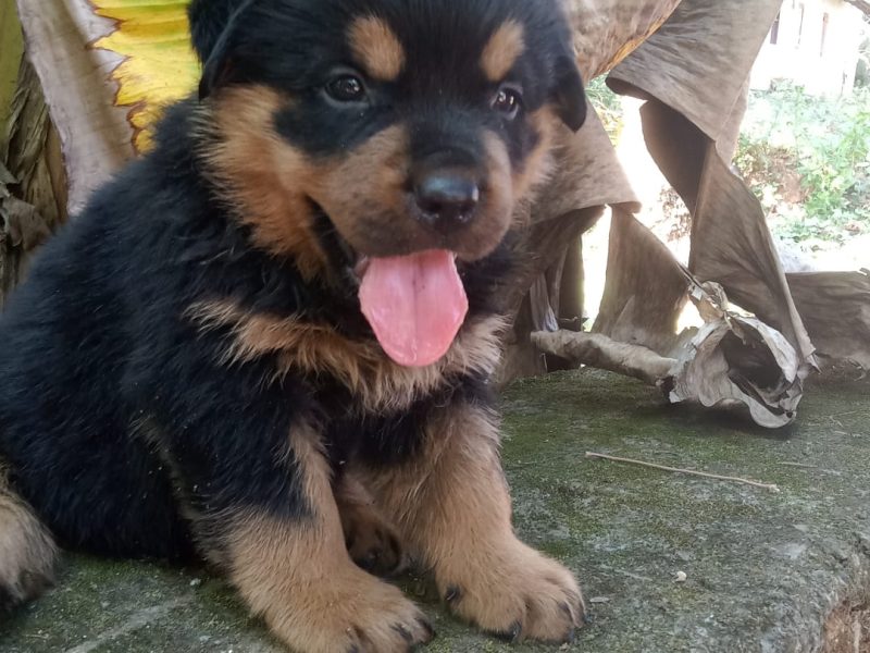 Rottweiler