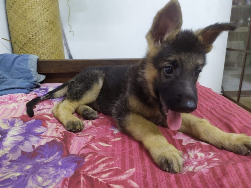 German shepherd