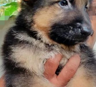 German Shepherd