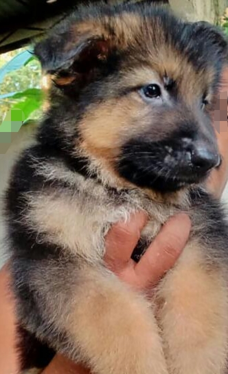 German Shepherd