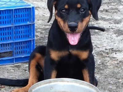 Rottweiler