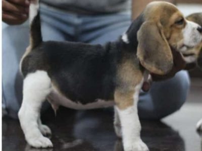 Beagle