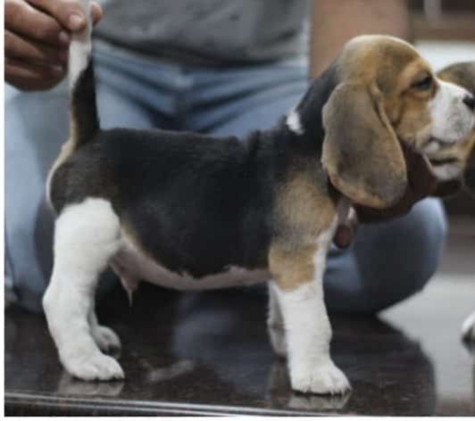 Beagle