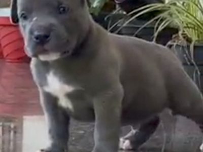 American bully