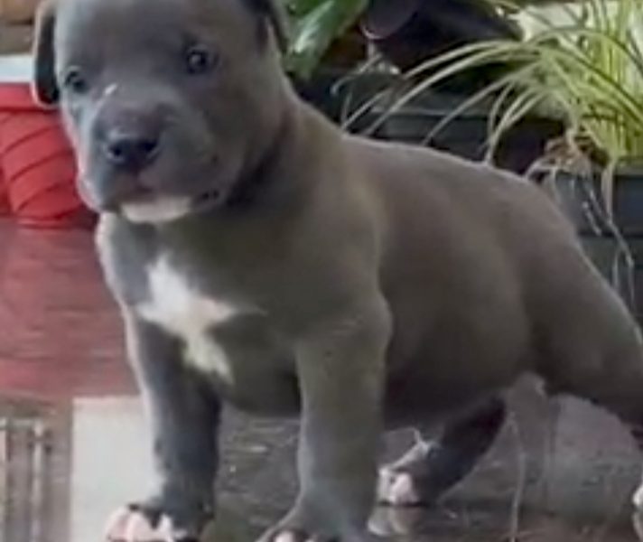 American bully