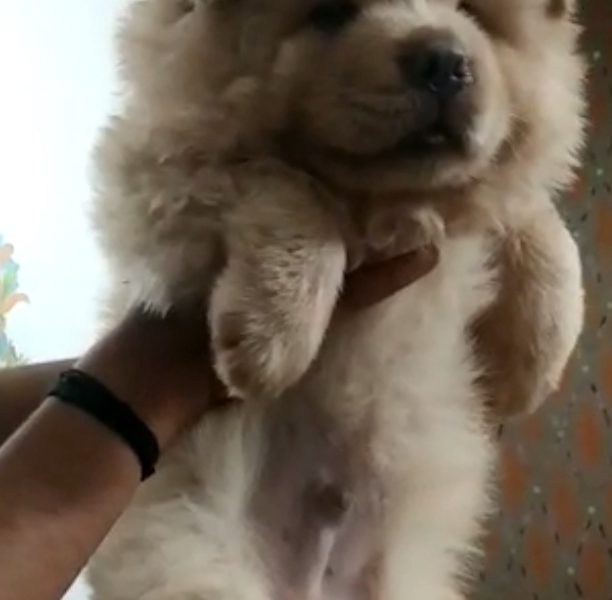 Chow chow