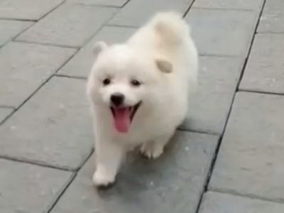 Minipom