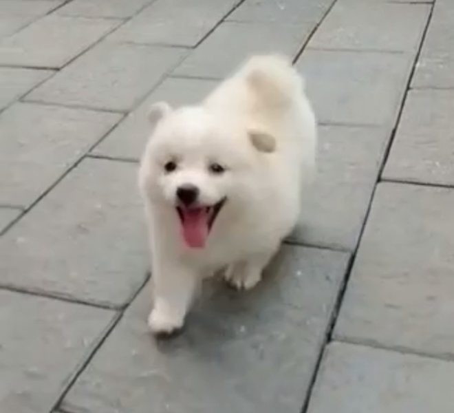 Minipom