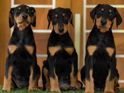 Doberman