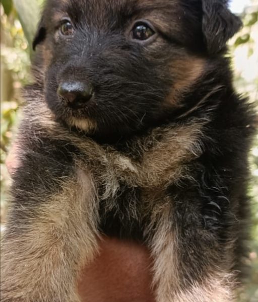 German shepherd