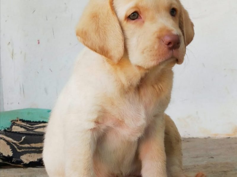 Labrador