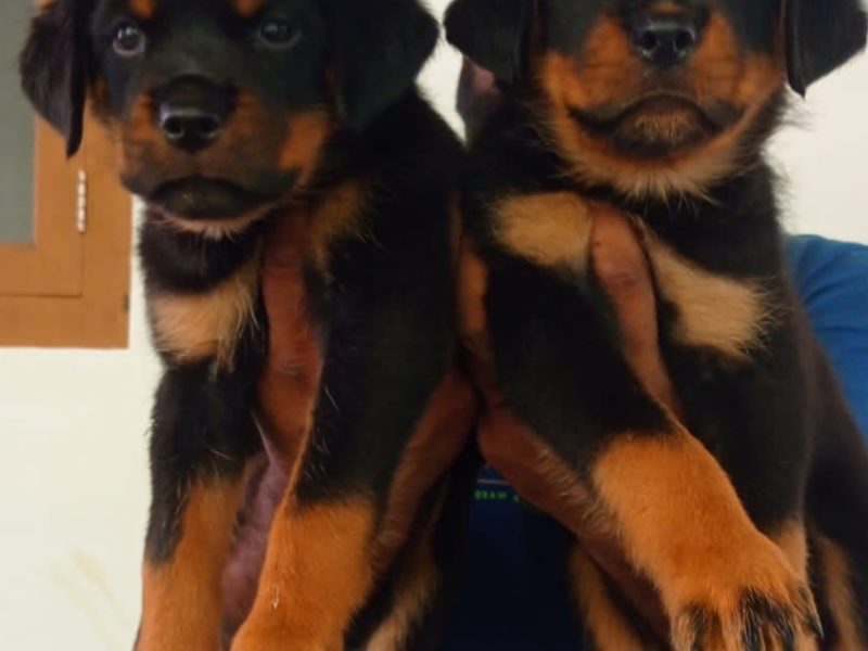 Rottweiler