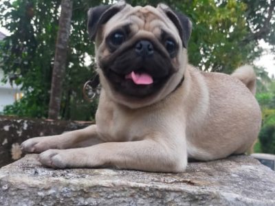 Pug