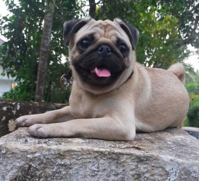 Pug