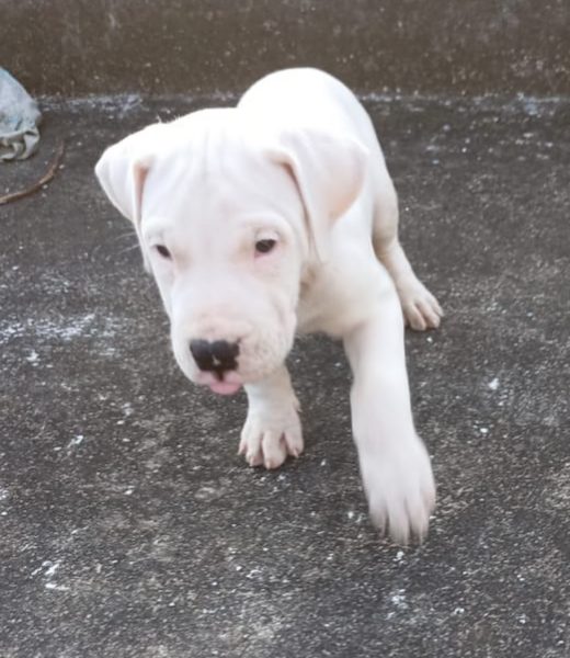 Dogo Argentino