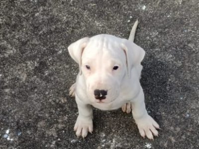 Dogo Argentino