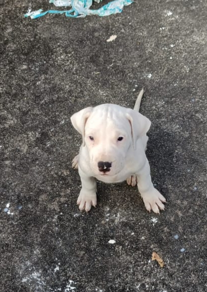 Dogo Argentino