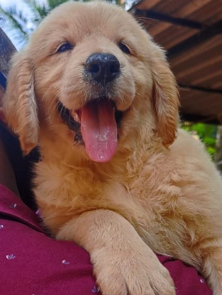 Golden Retriever