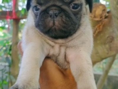 Pug