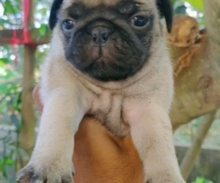 Pug