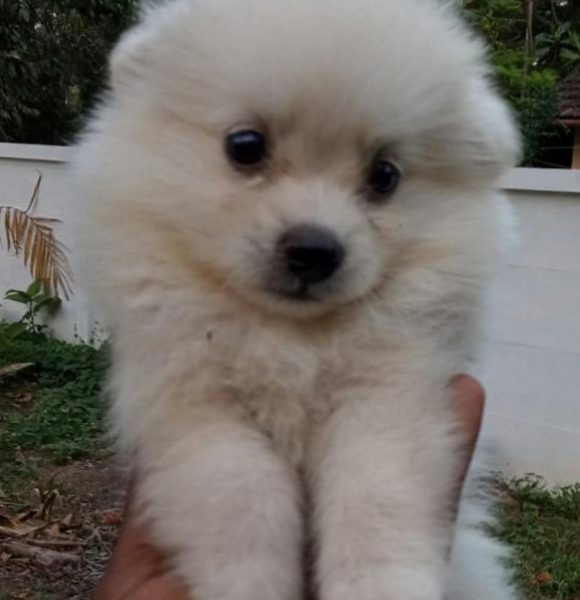 Pomeranian