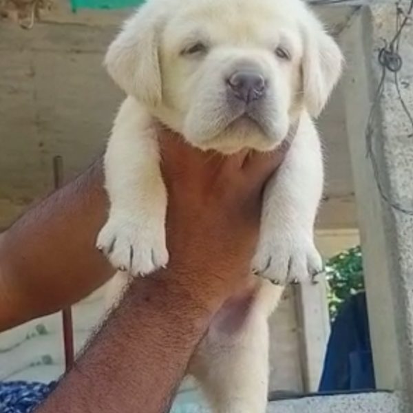 Labrador