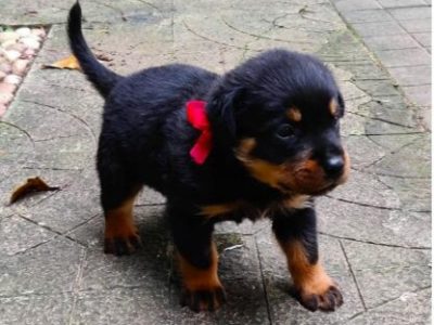 Rottweiler