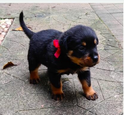 Rottweiler