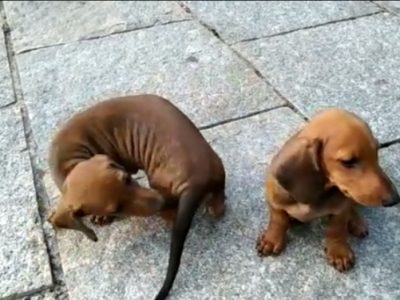 Dachshund