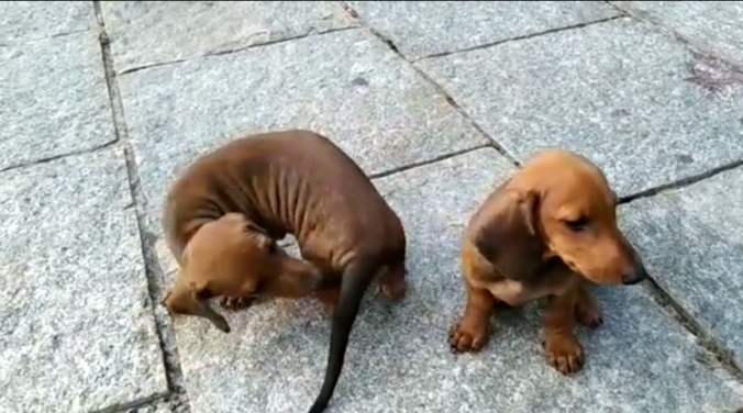 Dachshund