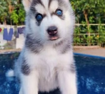 Husky