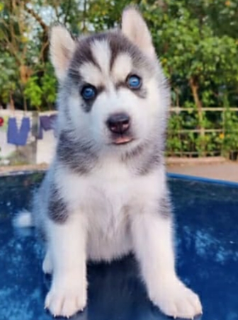 Husky