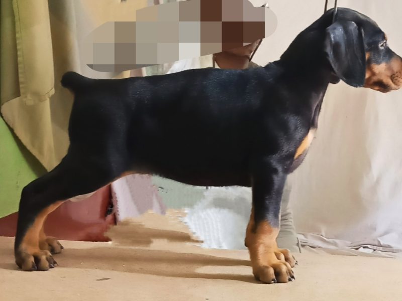 Doberman