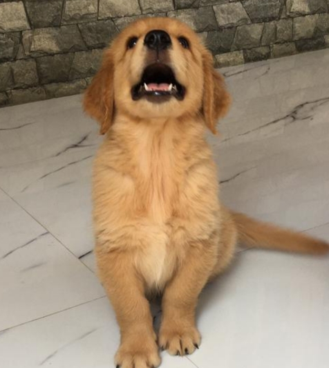 Golden Retriever