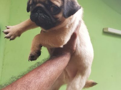 Pug