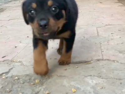 Rottweiler