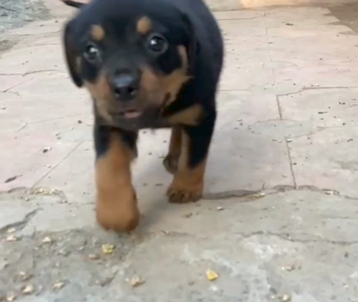 Rottweiler