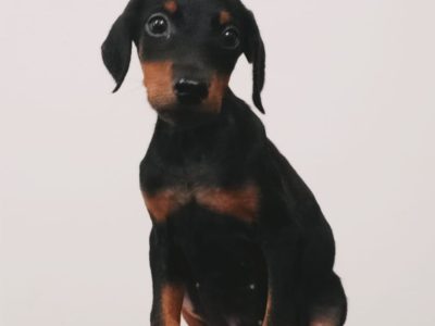 Doberman