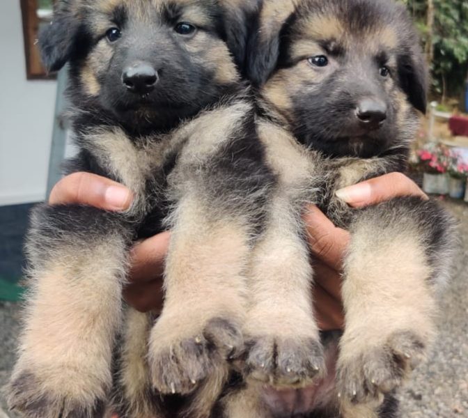 German shepherd