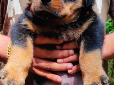 Rottweiler