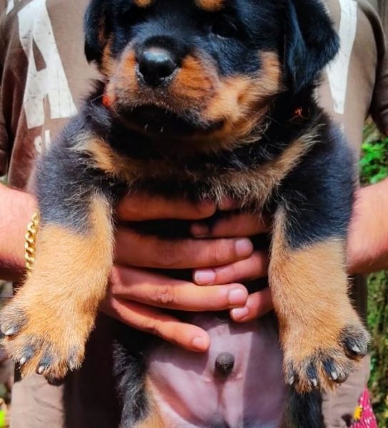 Rottweiler