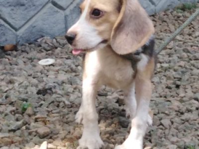 Beagle