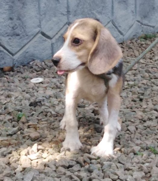 Beagle