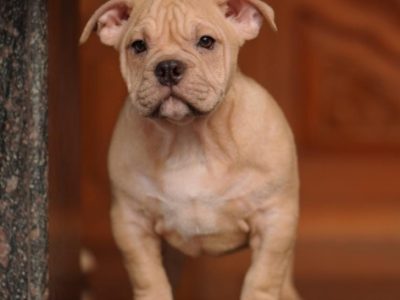 American bully