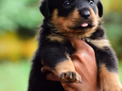 Rottweiler