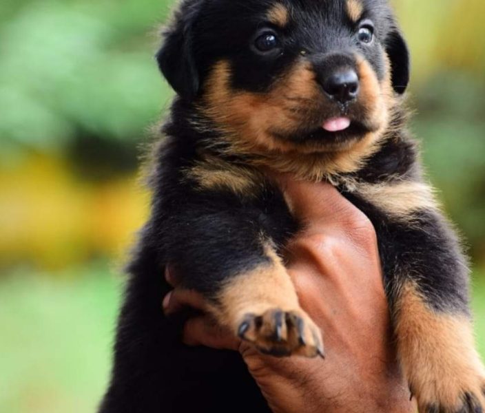 Rottweiler