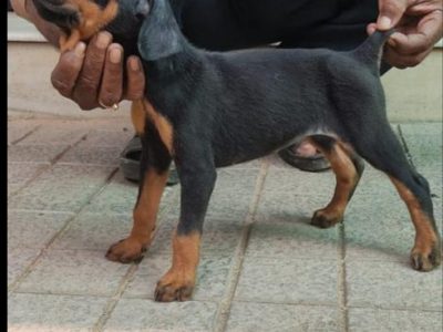 Doberman