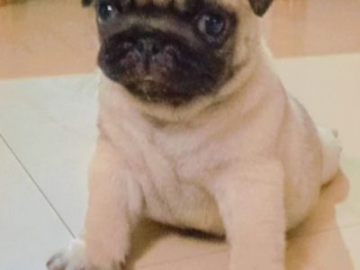 Pug